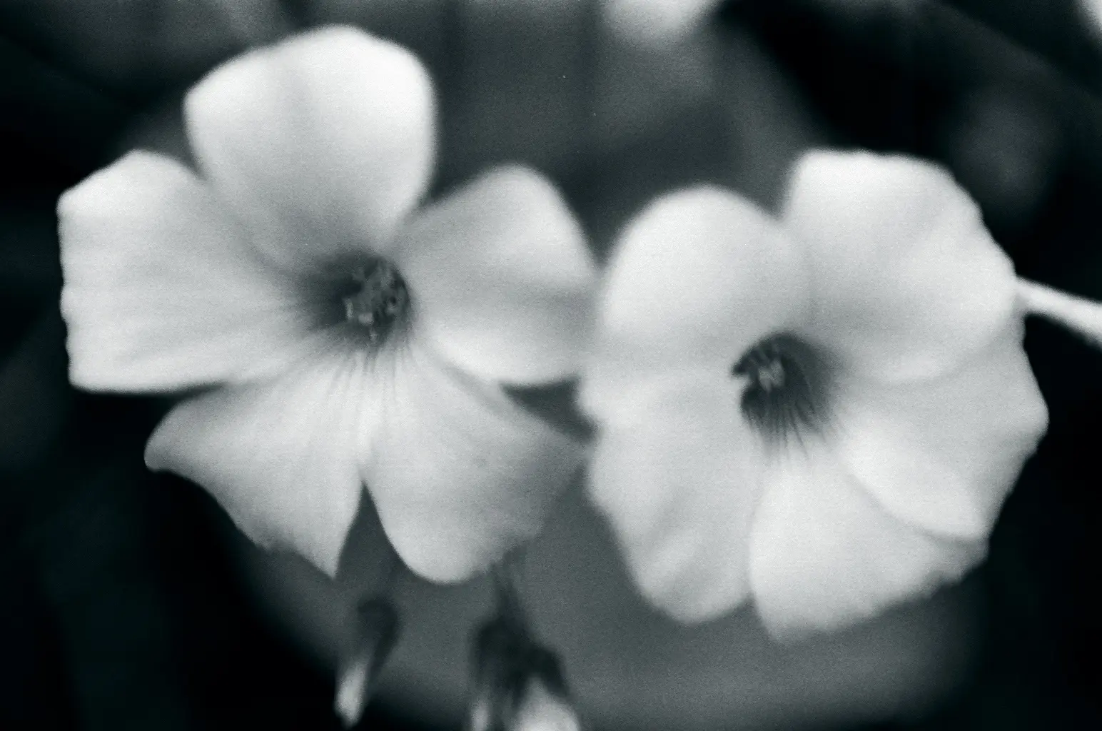 makro, çiçek, ters lens