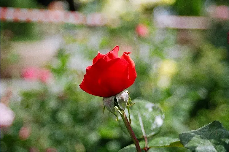 kırmızı gül